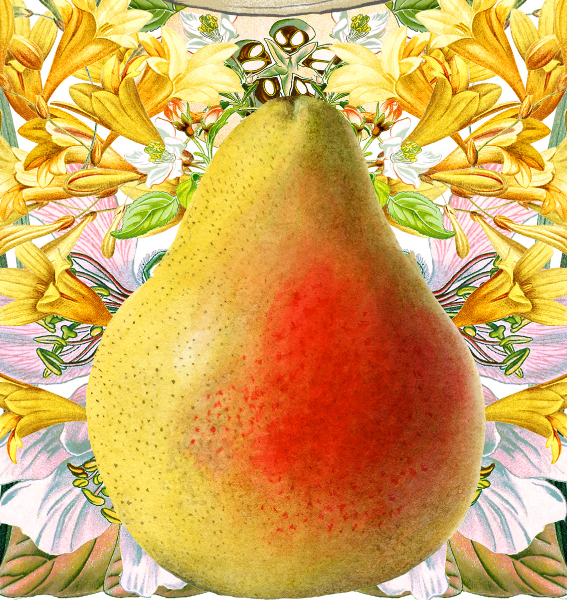 Pear Freesia