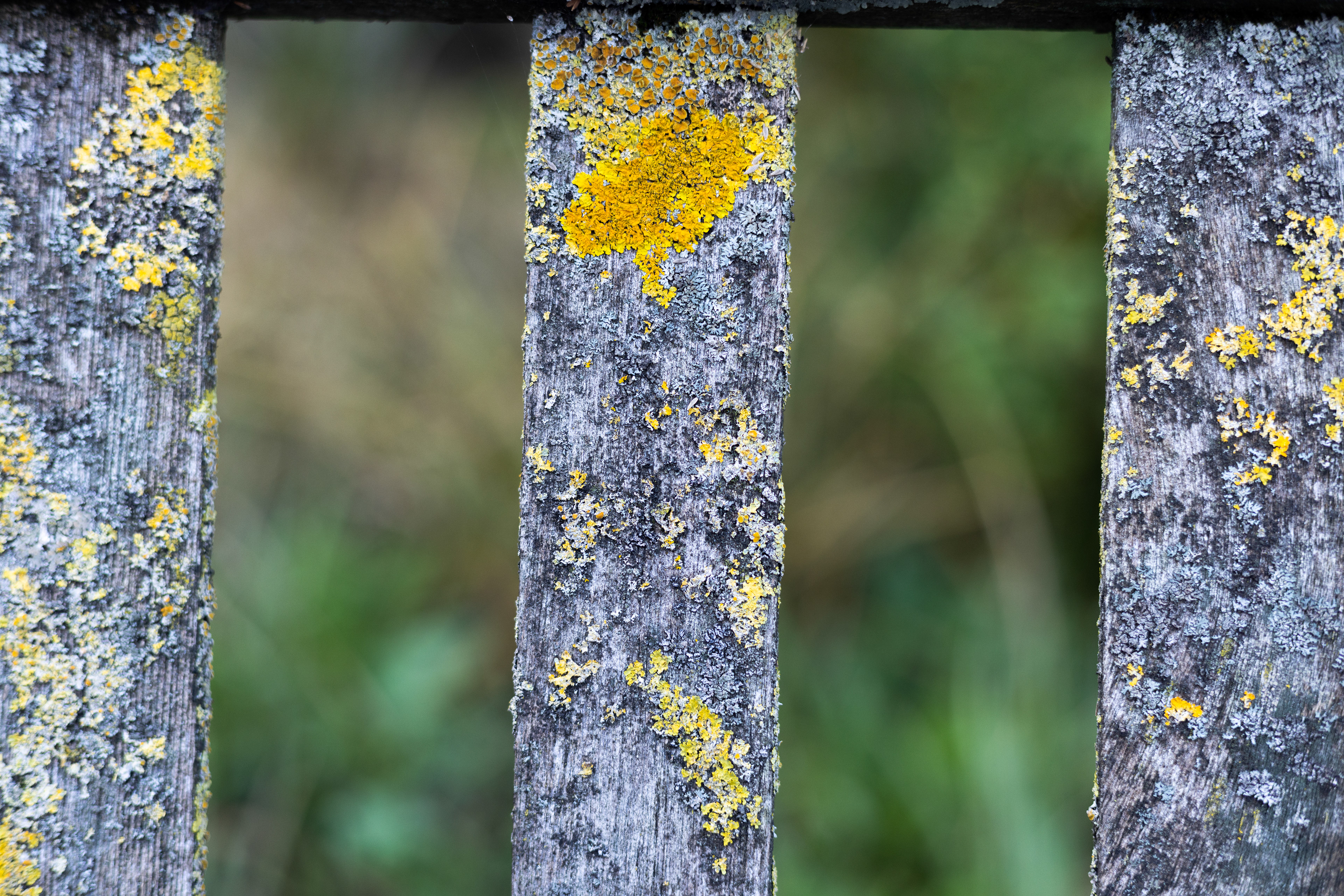 Lichen display, Photo by Fikayo Adebajo