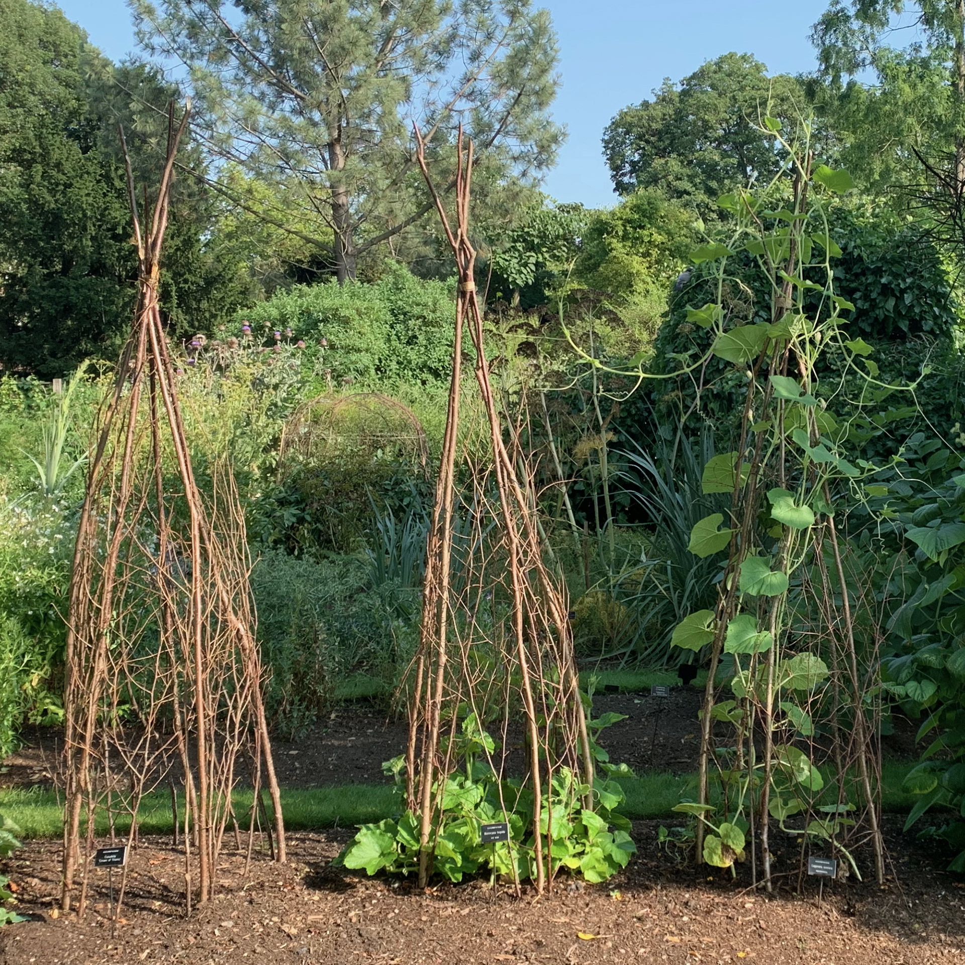 Trellises made of branches at Chelsea Physic Garden