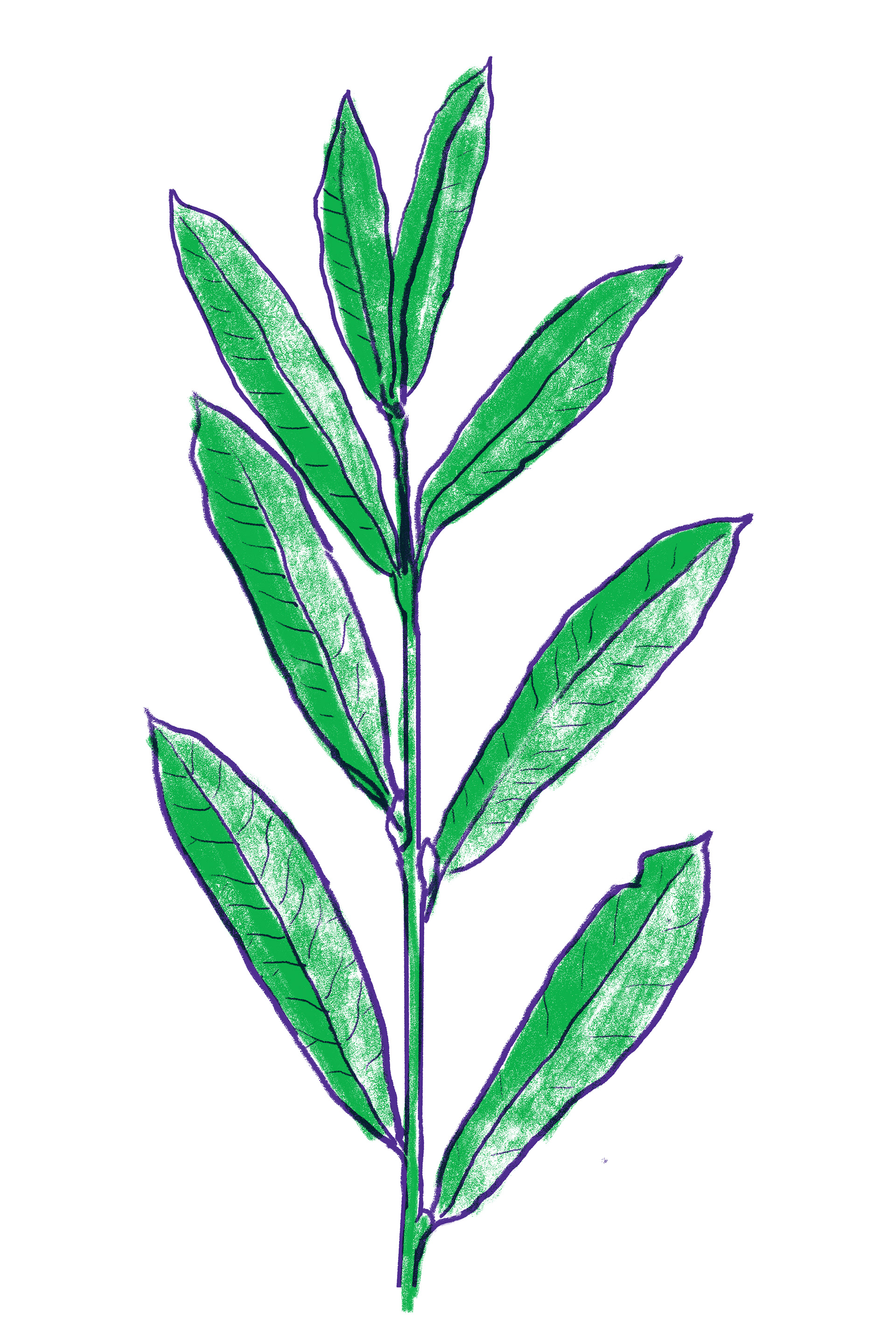 Grey willow leaves