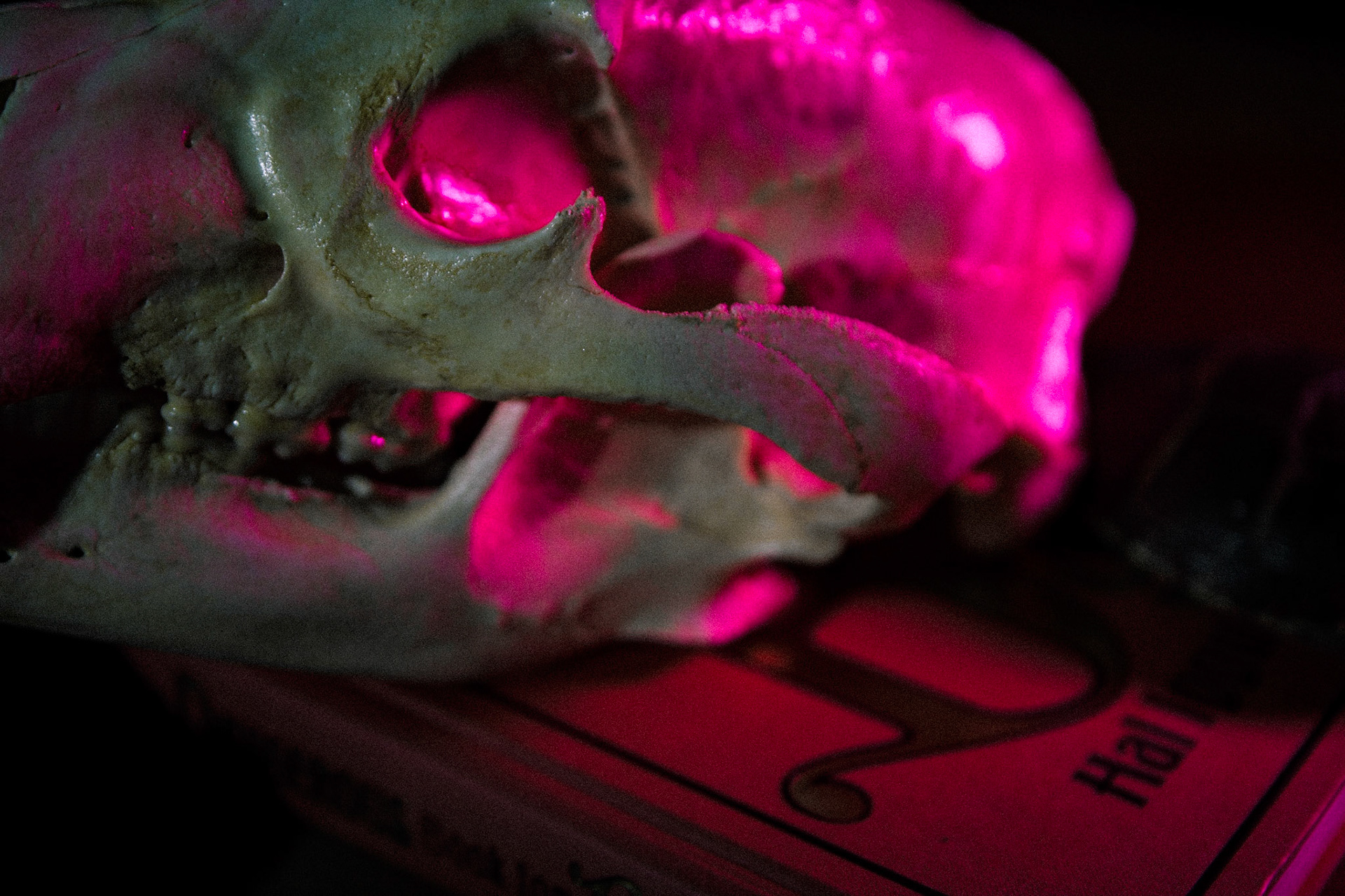 Bear skull accented with a rustic book and leather.