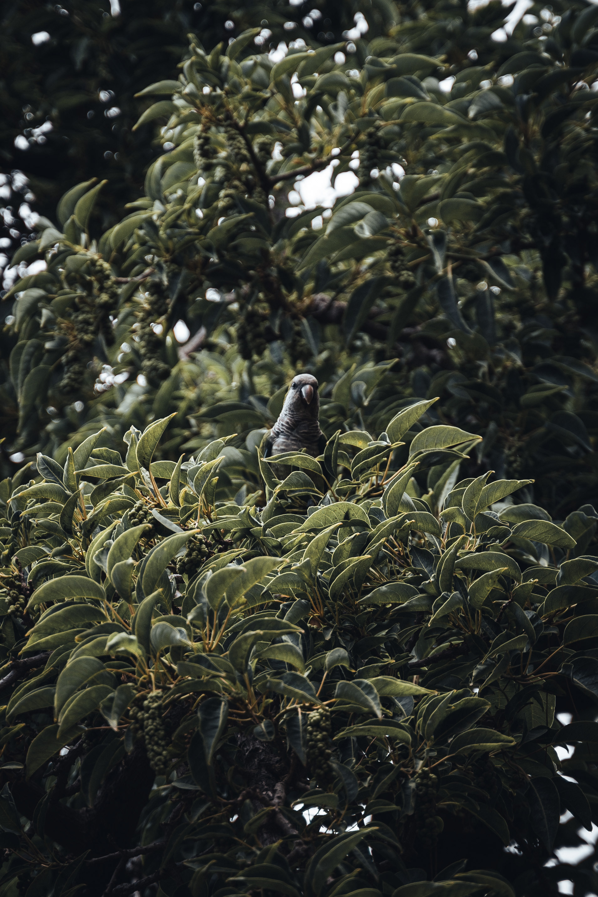 Parot in Spain