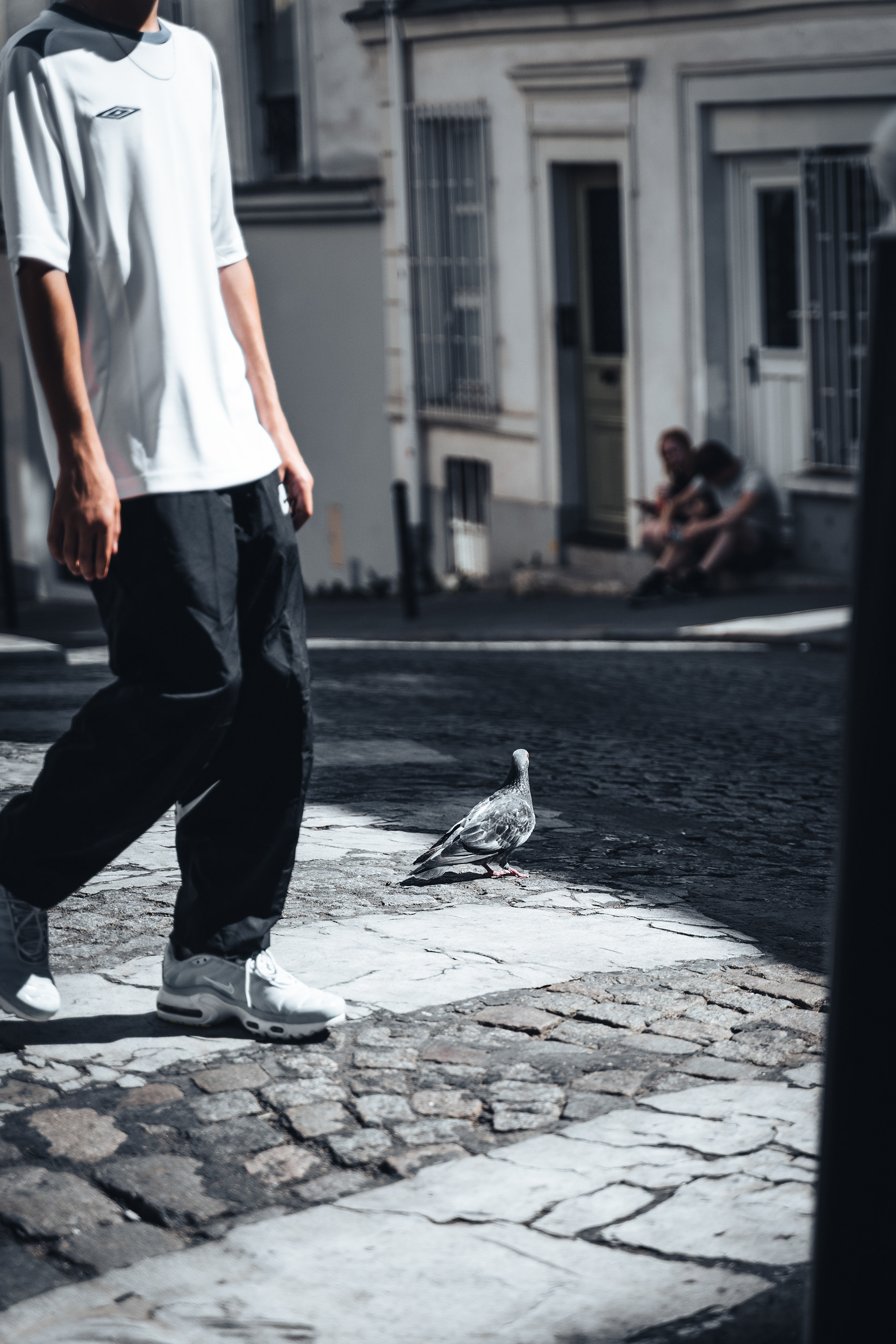 Pigion in Paris