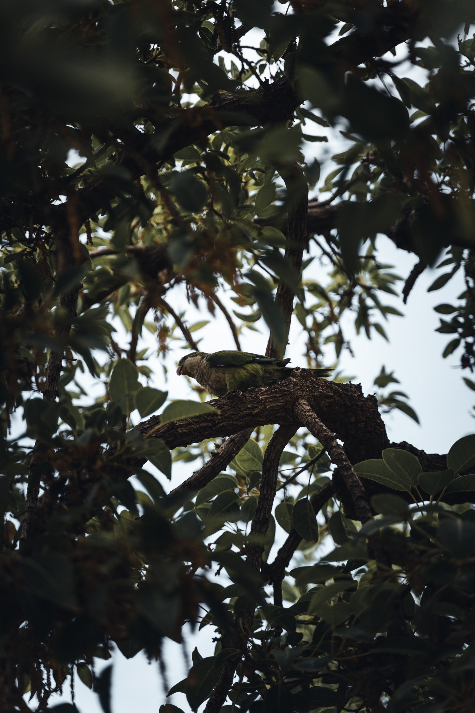 Parot in Spain