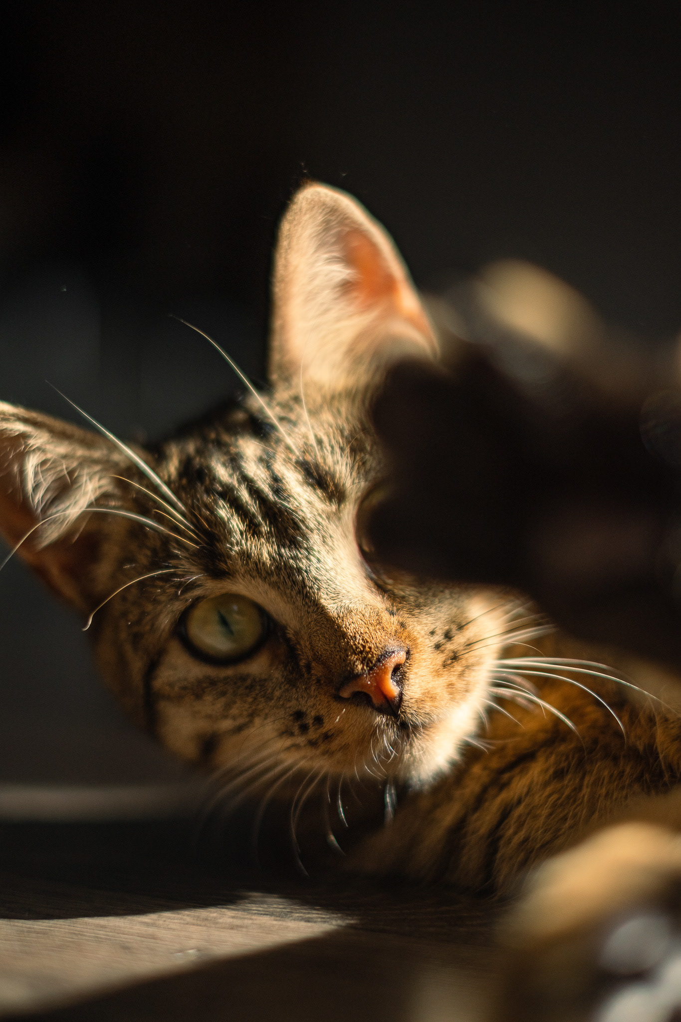 neko