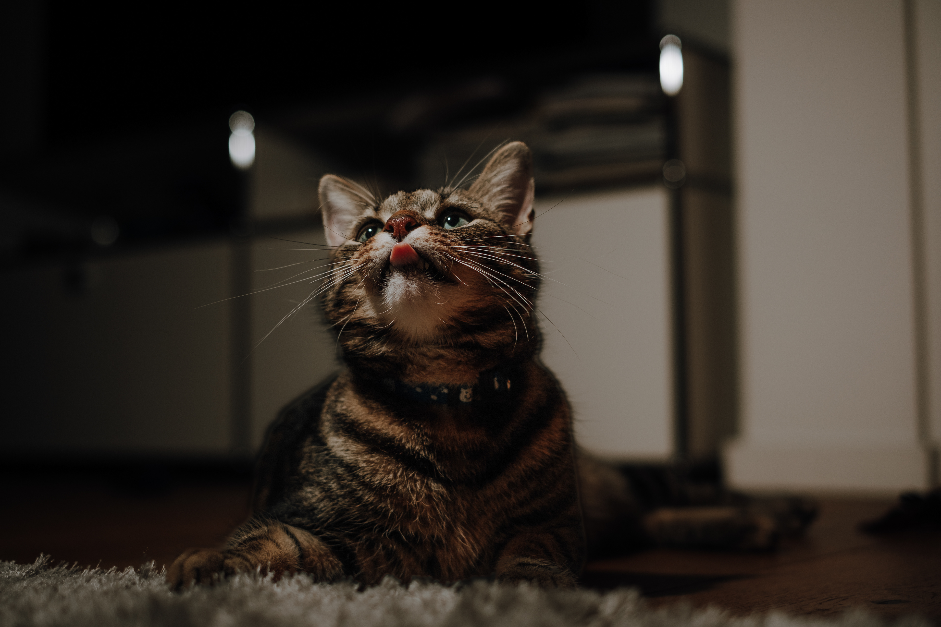 kylo