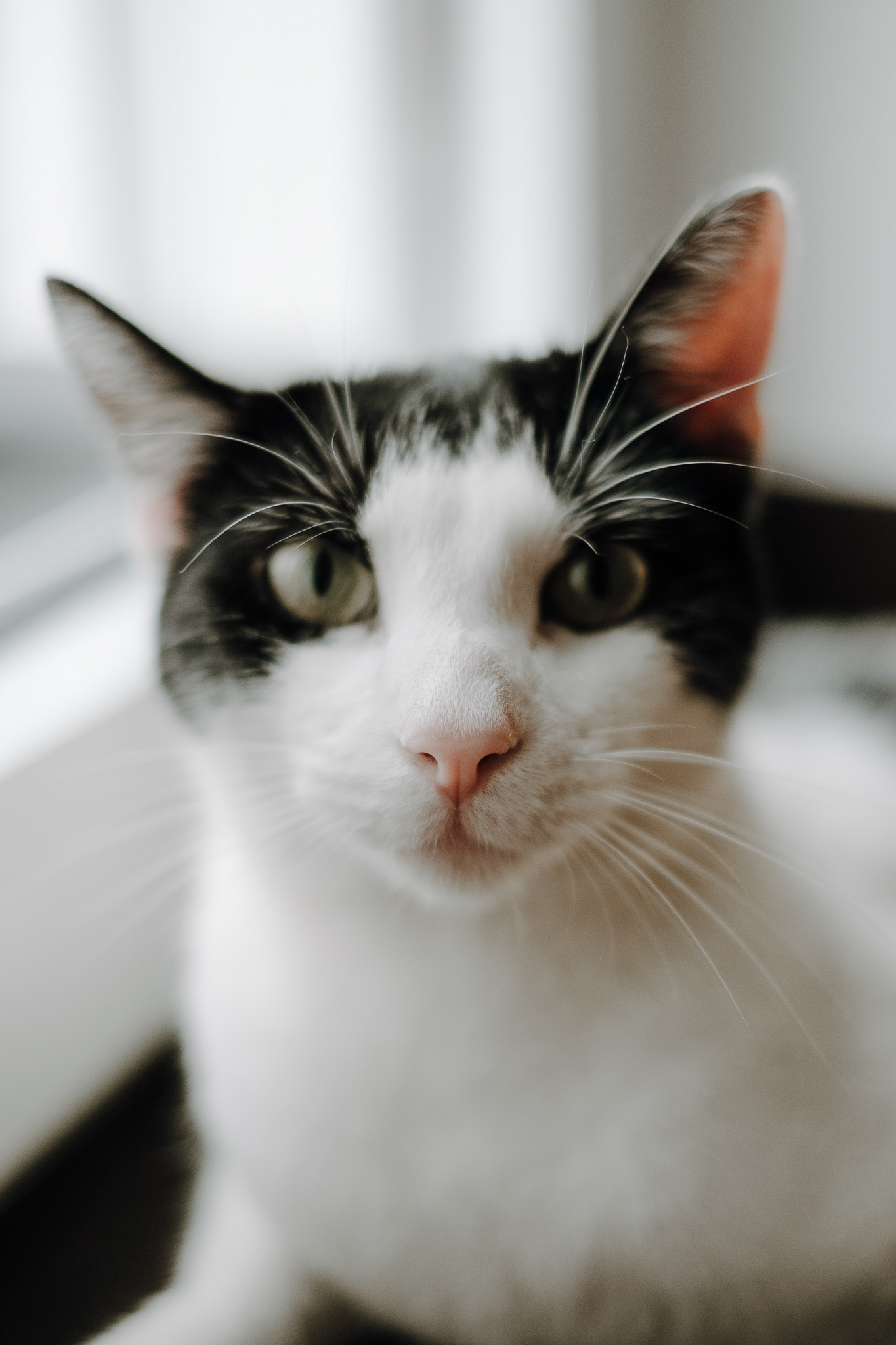 Nasebär