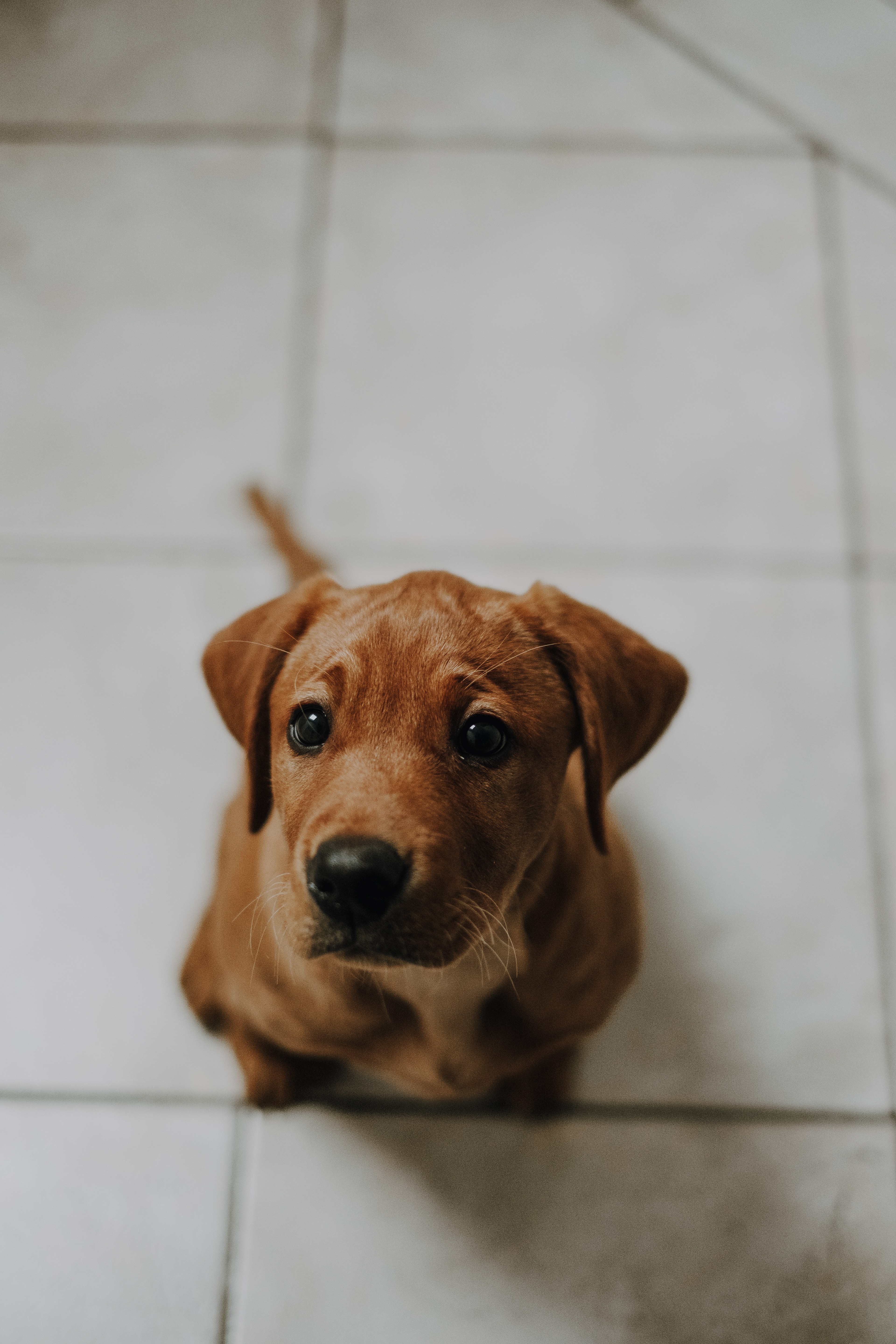 maja