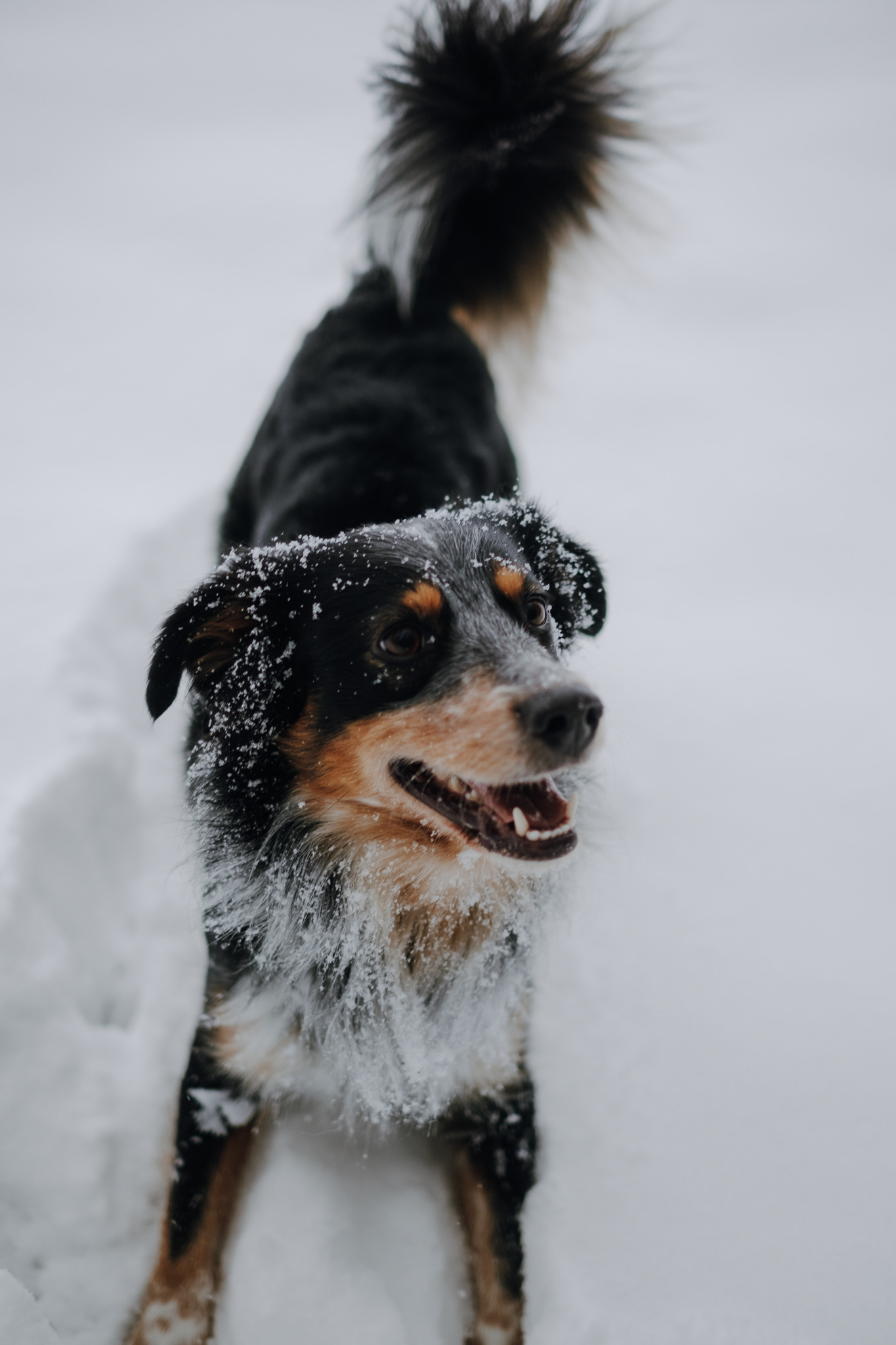Sammy