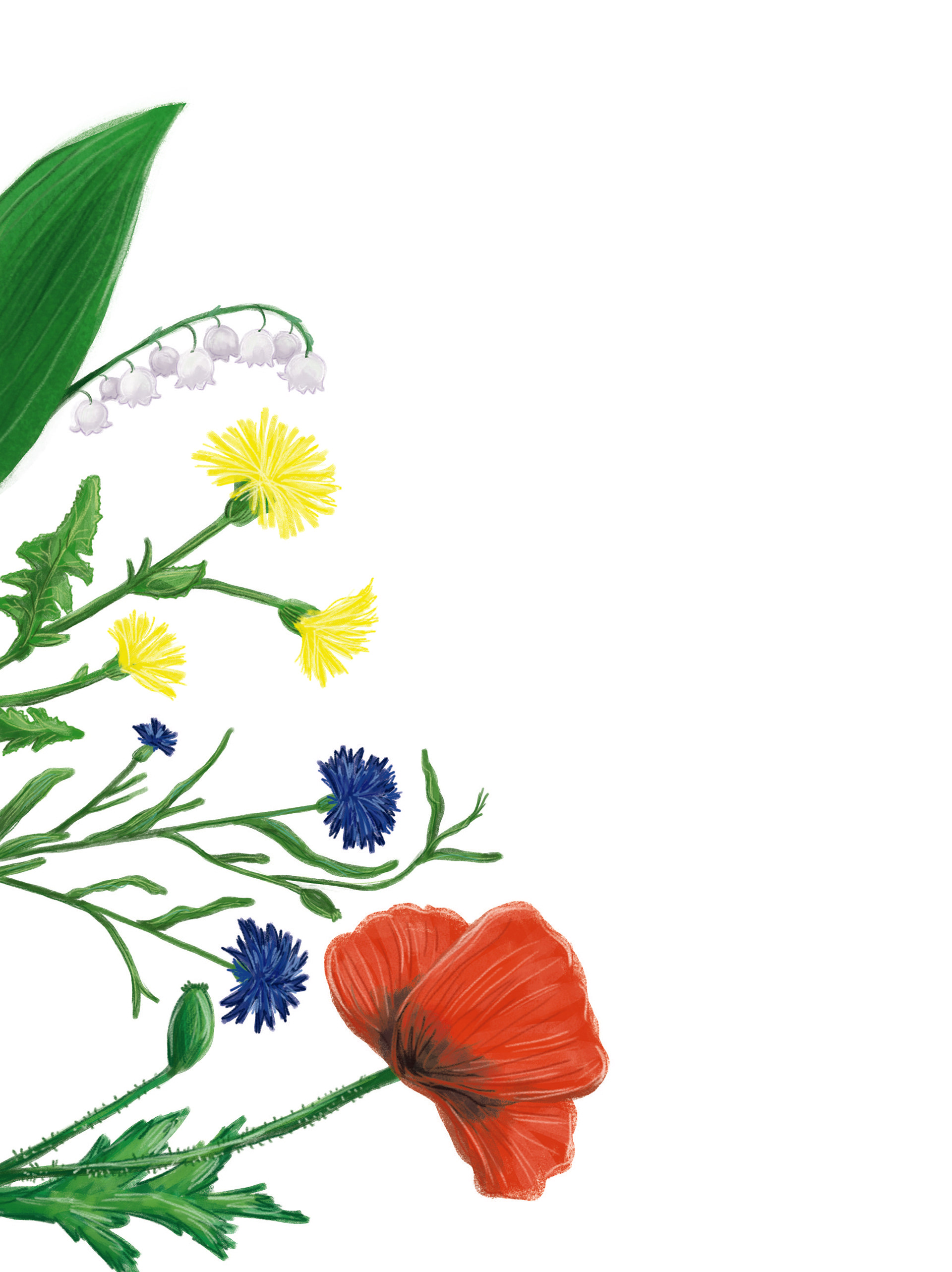 "Magiczny eliksir Czarownicy Felicji" ilustracje Kama Towcik