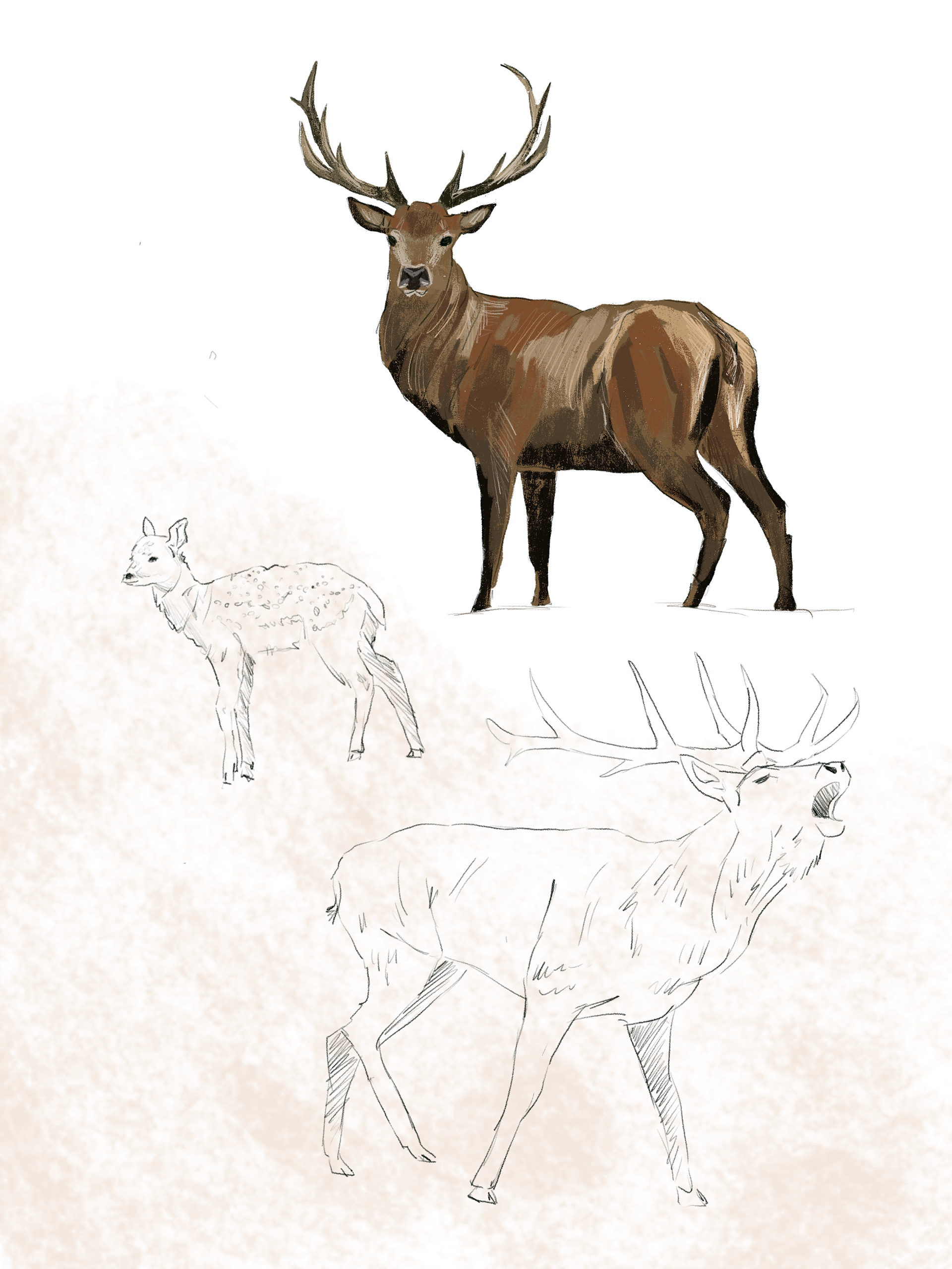 Kama Towcik ilustracje