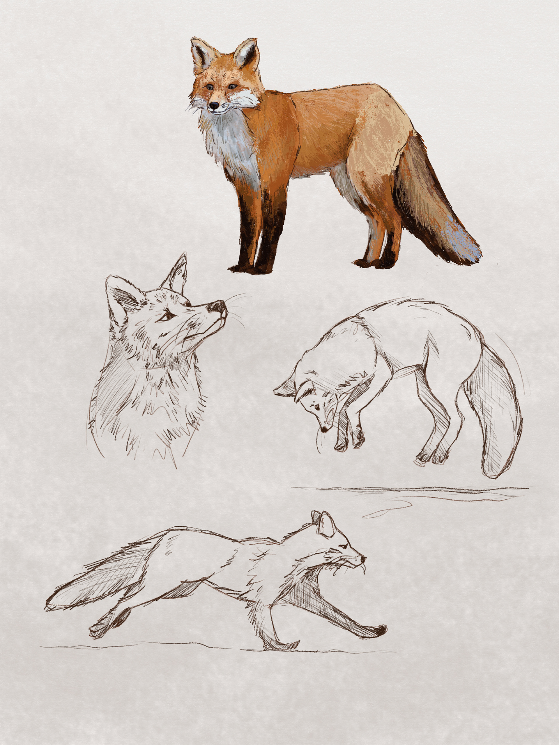 Kama Towcik ilustracje