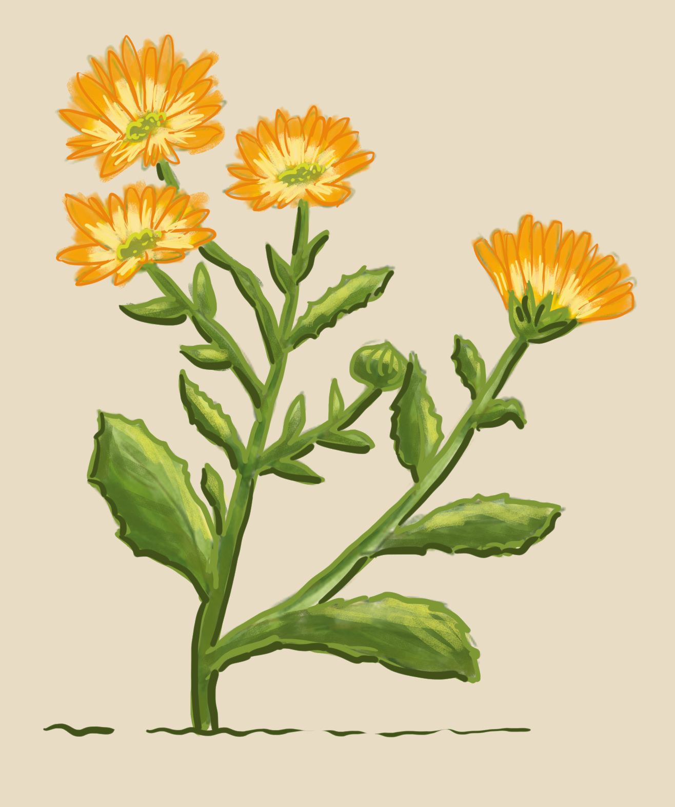 "Bruno & Mara" ilustracje Kama Towcik