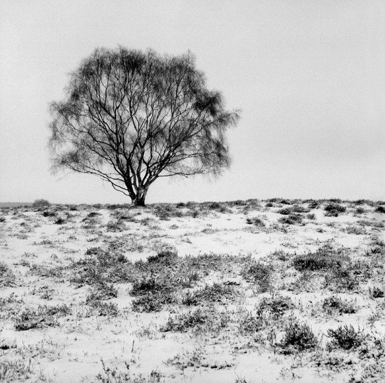 Cavenham Heath, Suffolk