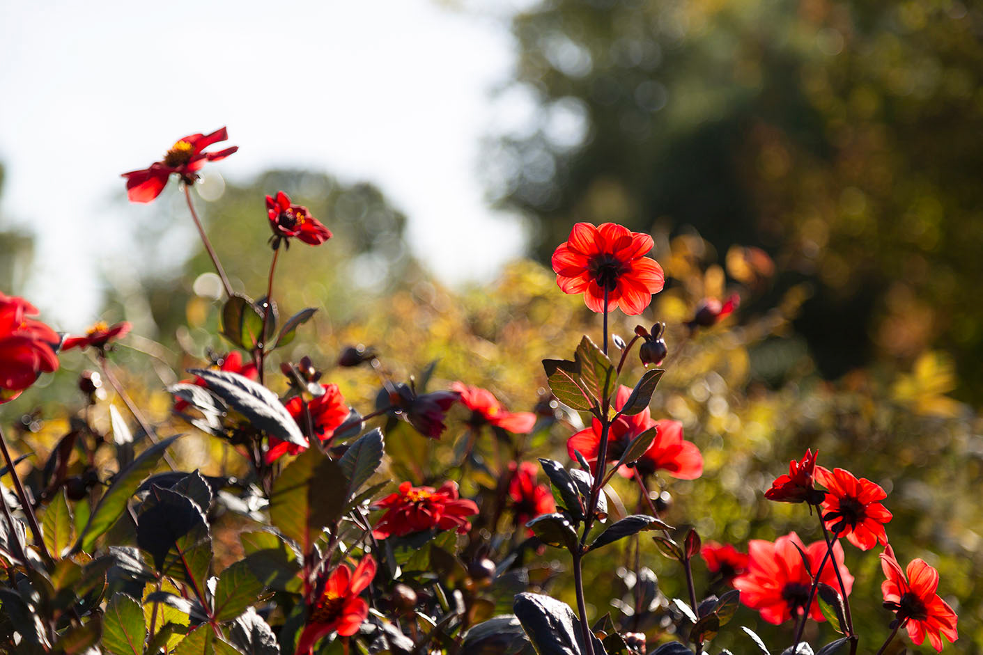 Fullers Mill Garden, Suffolk
