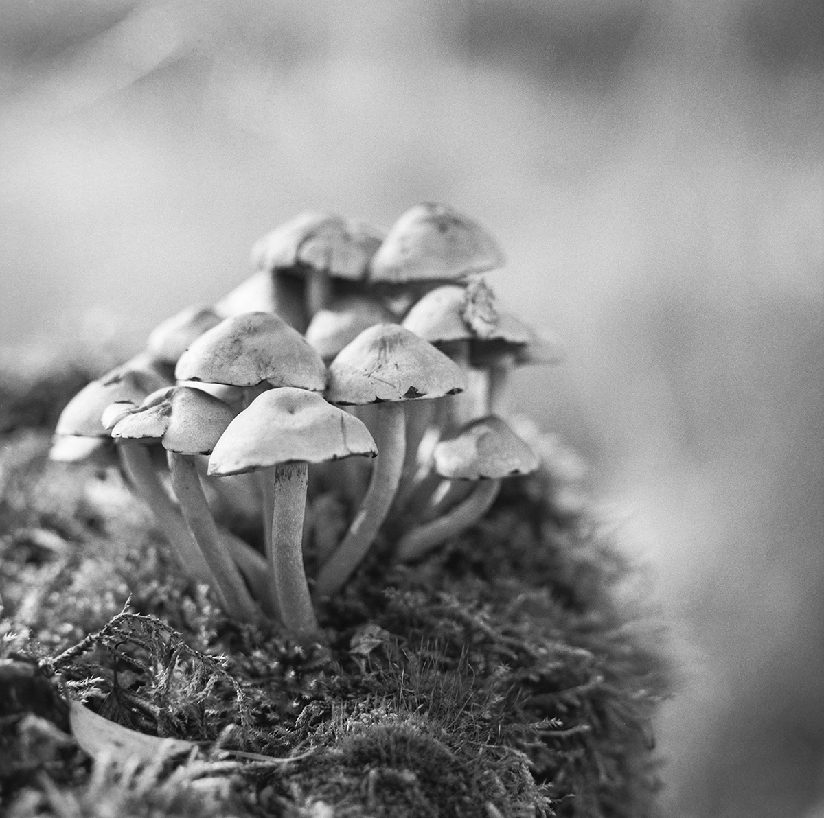 Thetford Forest Fungi