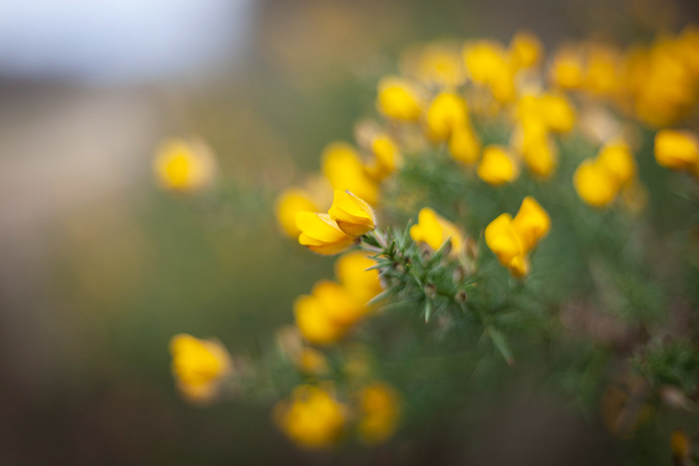 Thetford Forest Photography Workshop
