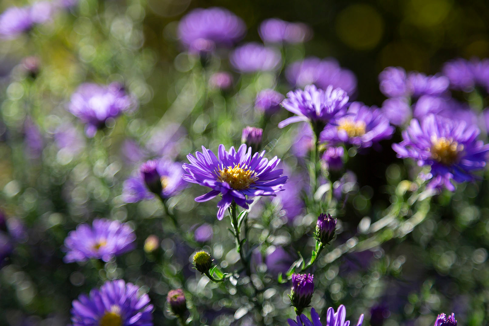 Fullers Mill Photography Workshop