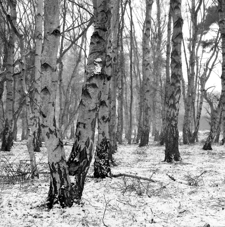 Cavenham Heath, Suffolk