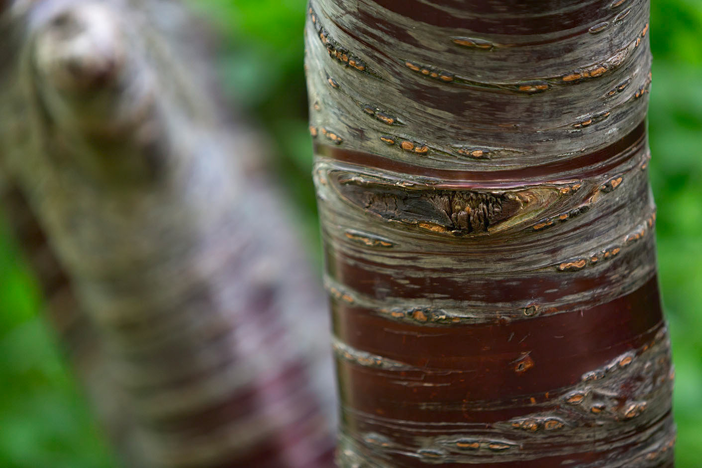 Cambridge Camera Course