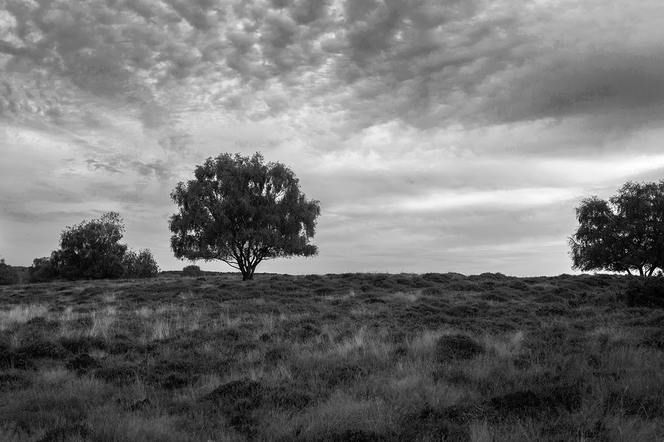 Cavenham Heath, Suffolk Photography Workshop