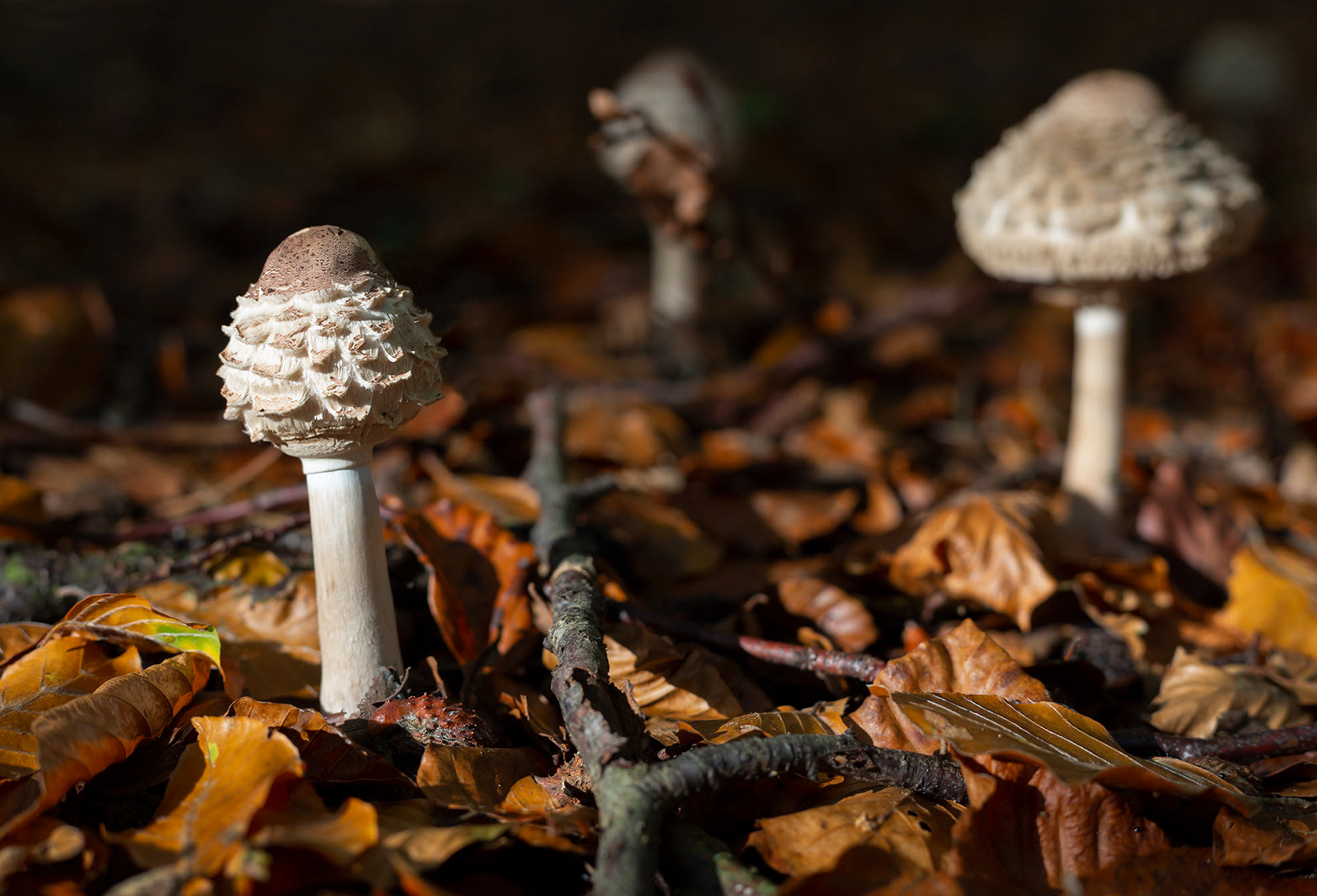 Thetford Forest Photo workshop