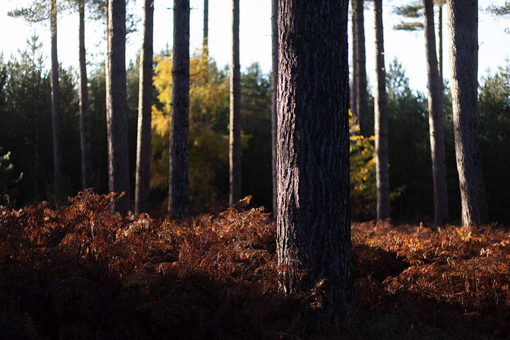 Landscape Photography Workshop