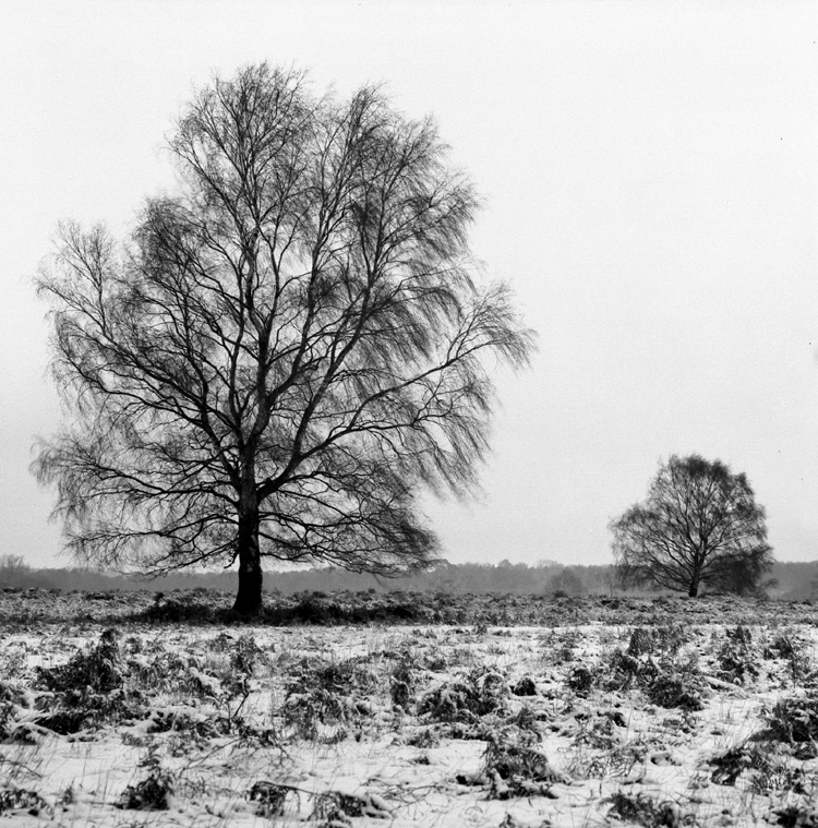 Cavenham Heath, Suffolk