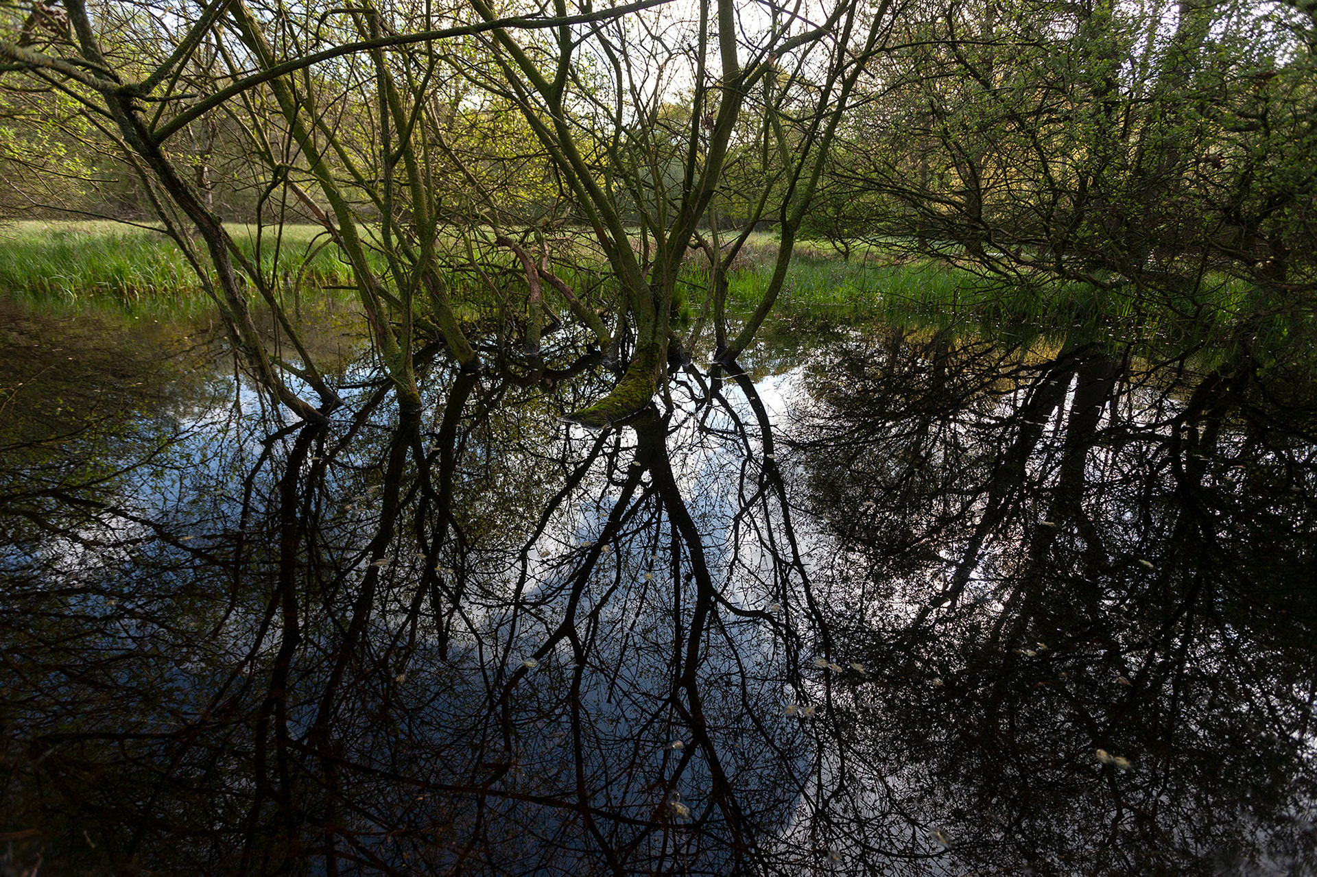 Cavenham Heath