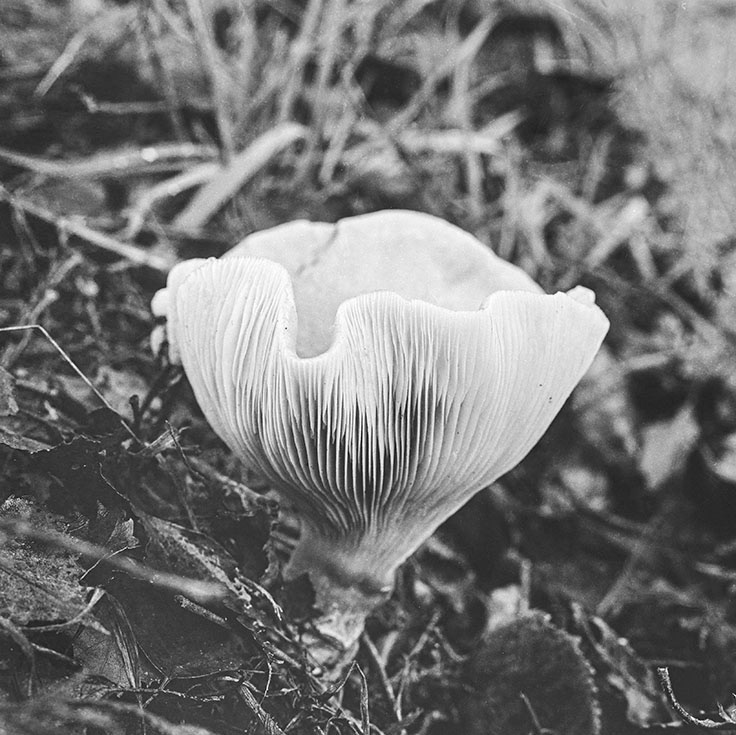 Cavenham Heath, Suffolk - Fungi