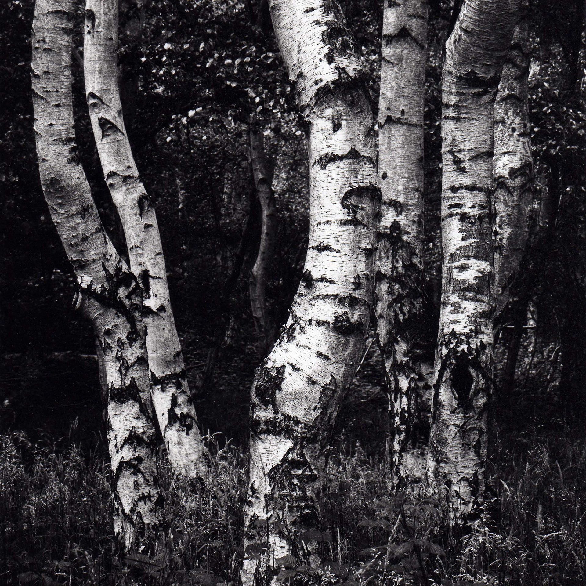 Cavenham Heath, Suffolk