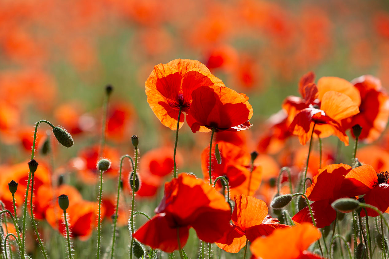 Suffolk Poppies