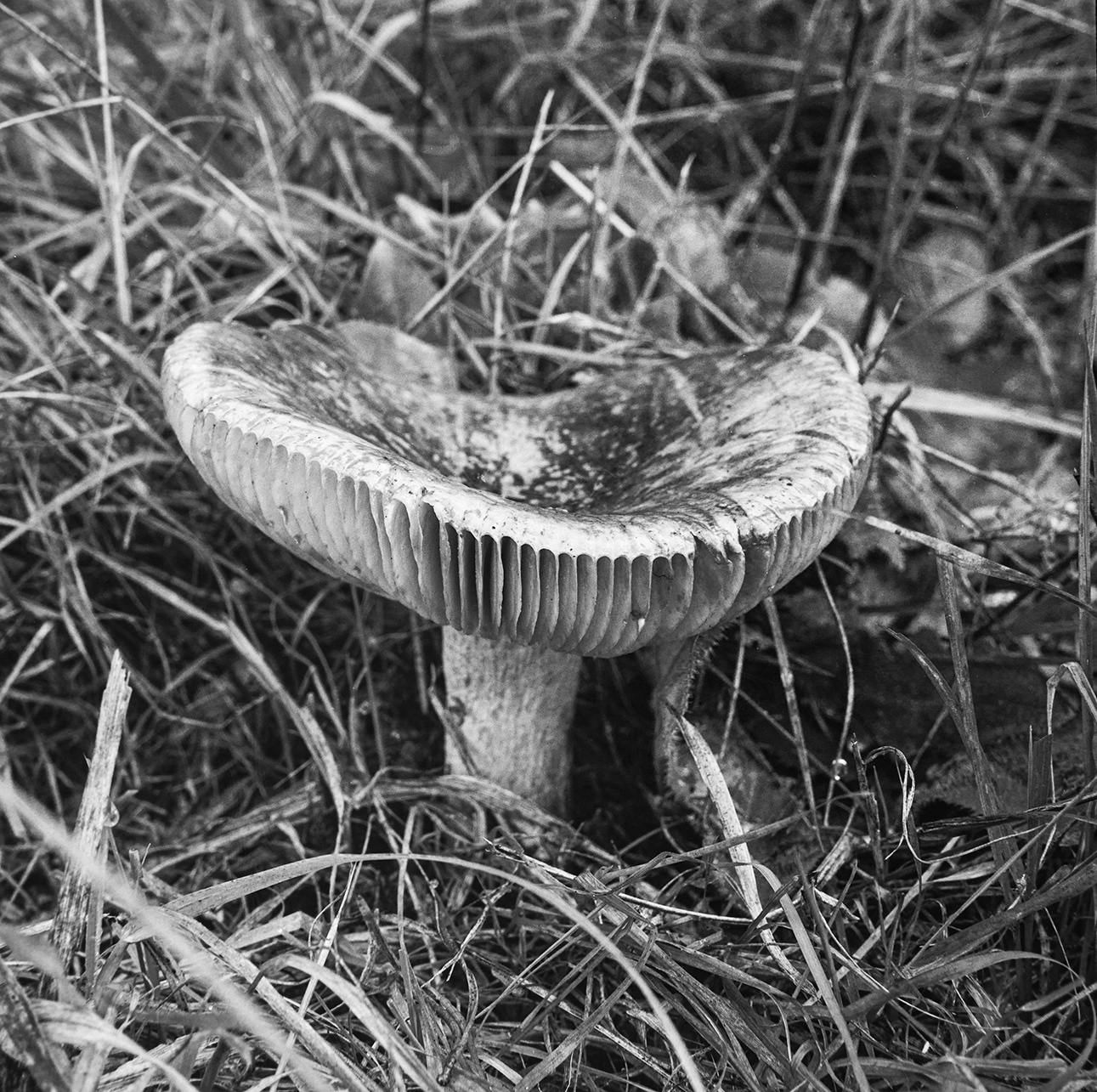 Thetford Forest Fungi