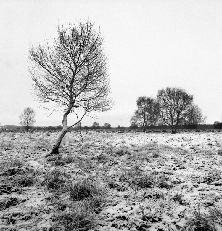 Cavenham Heath, Suffolk