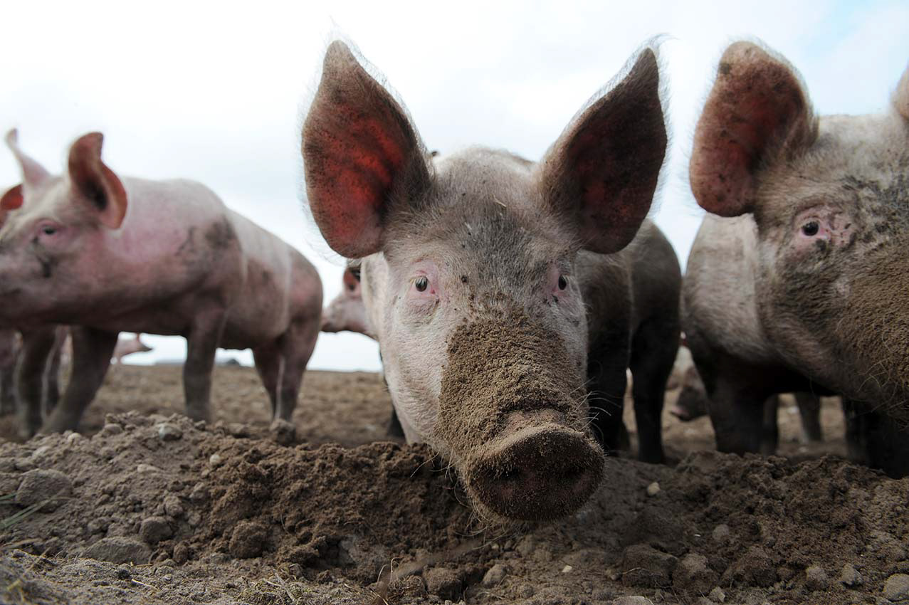 Farming Photography in Suffolk