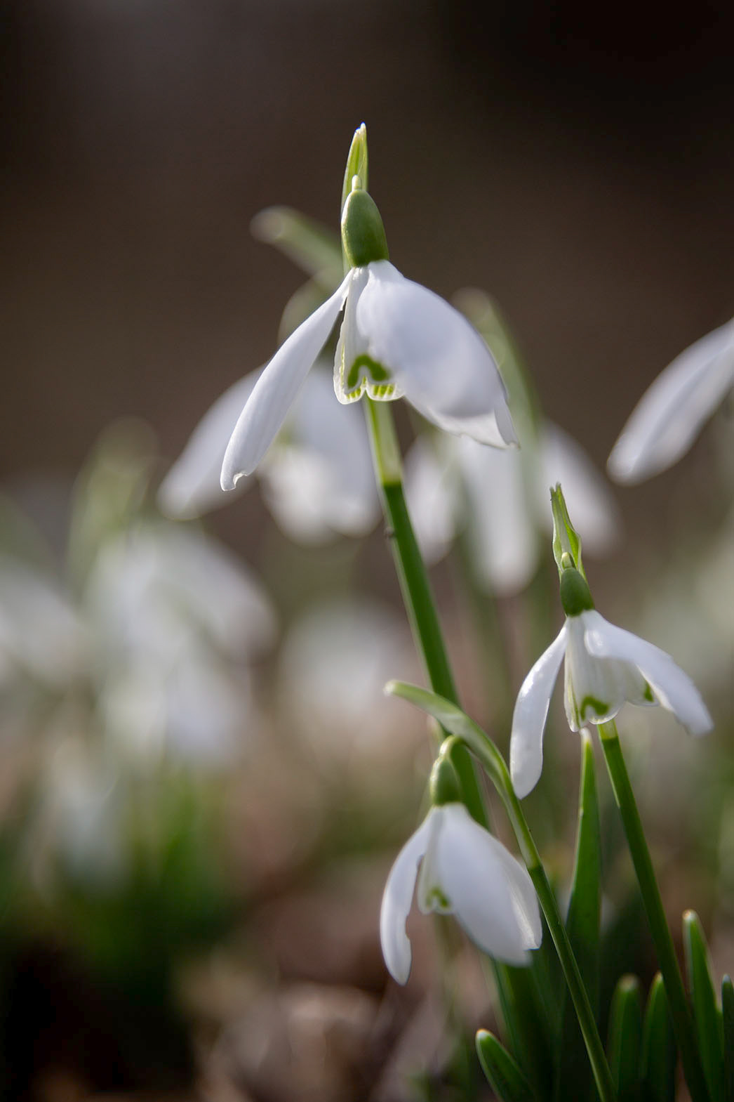 Photographing snowdrops at Dunwich