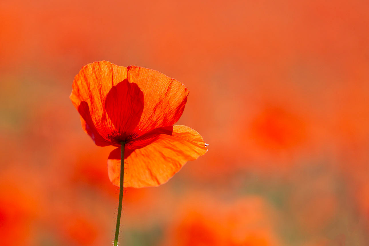 Suffolk Poppy