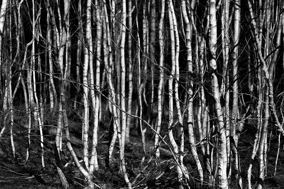 Thetford Forest Photography Workshop
