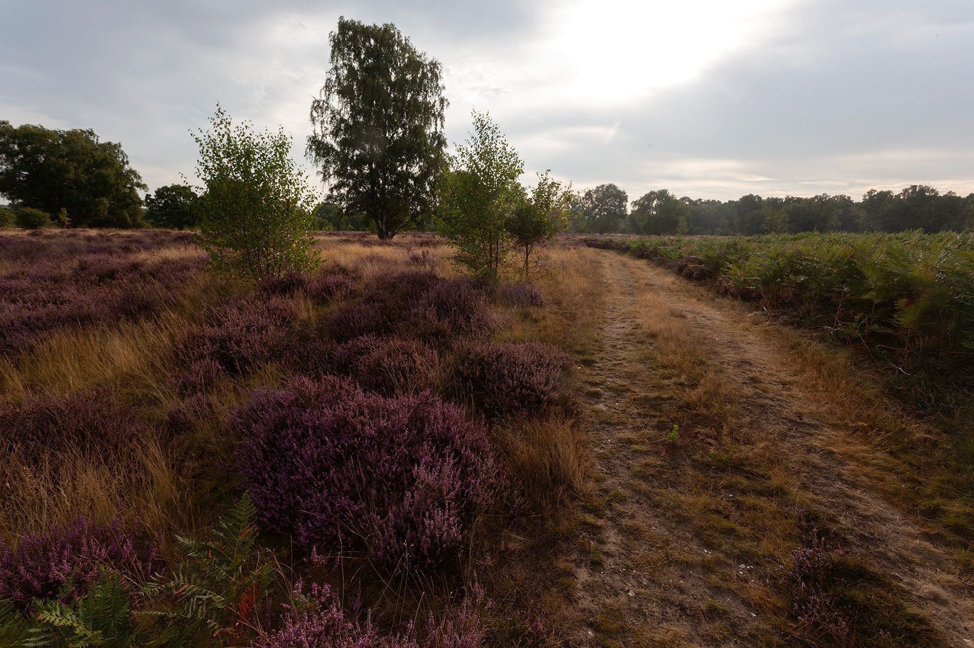 Cavenham Heath Photo Workshop