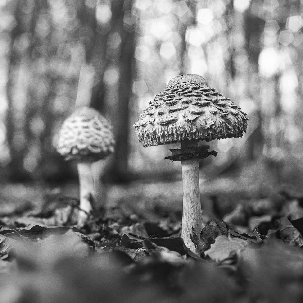 Thetford Forest Fungi