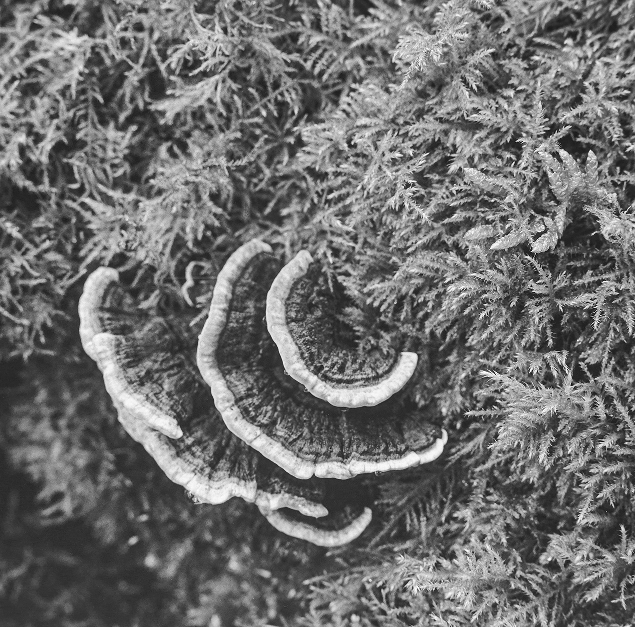 Thetford Forest Fungi
