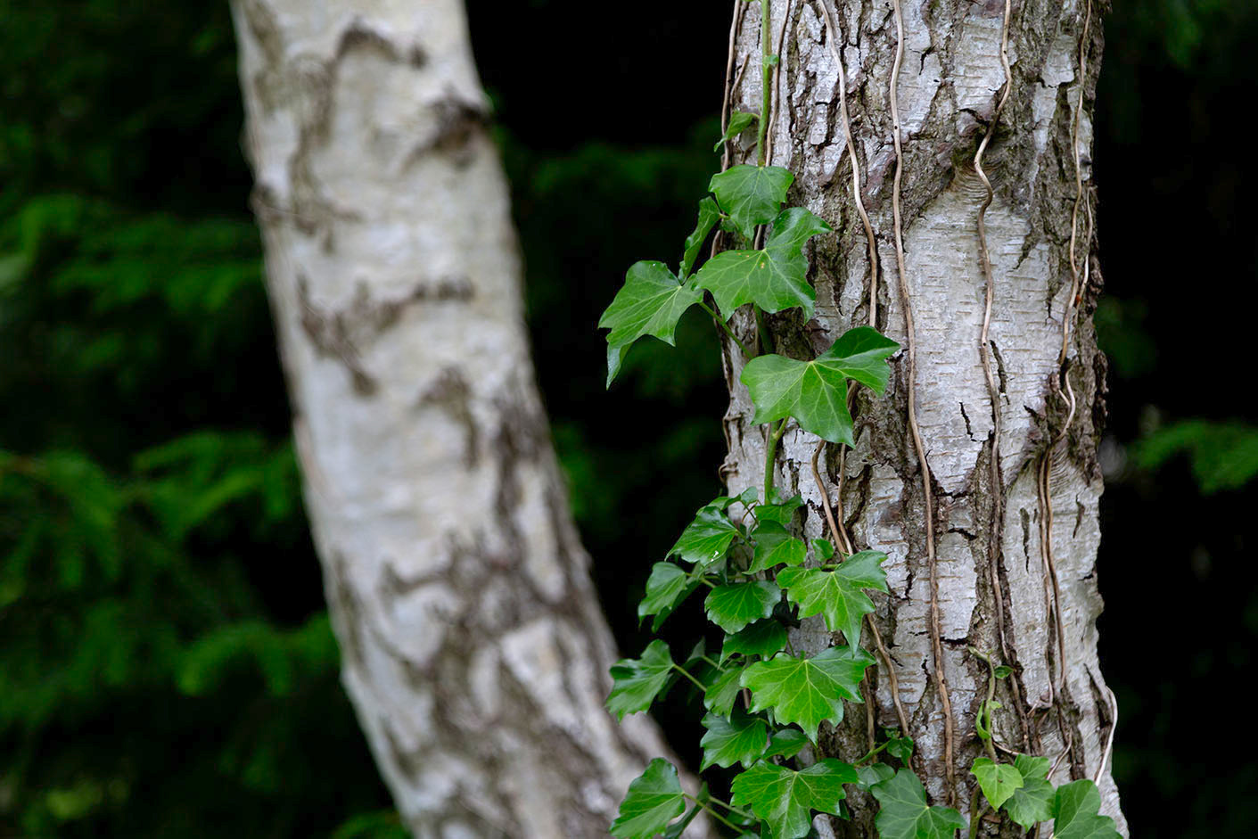 Anglesey Abbey Photography Course