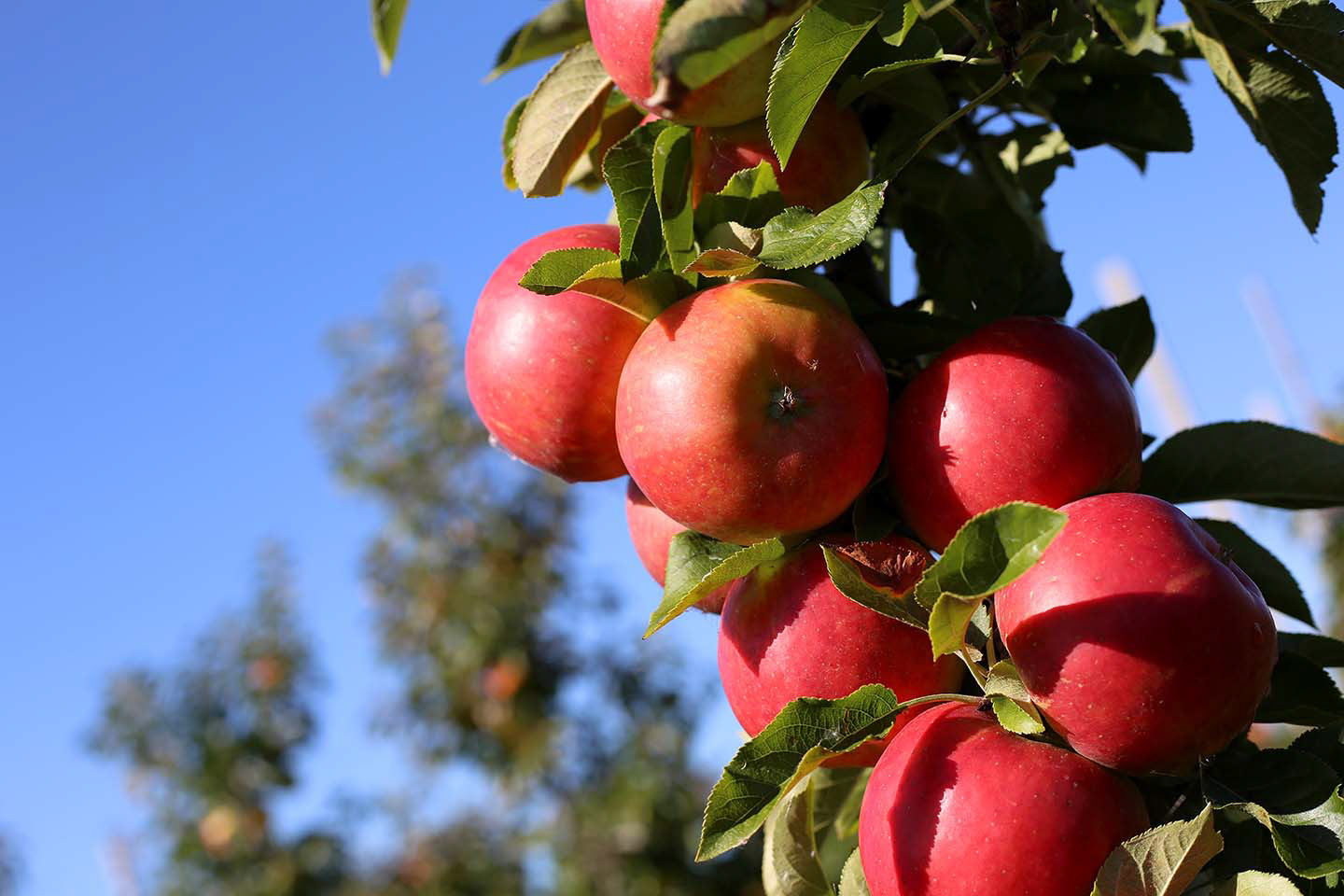 Farming Photography in Essex