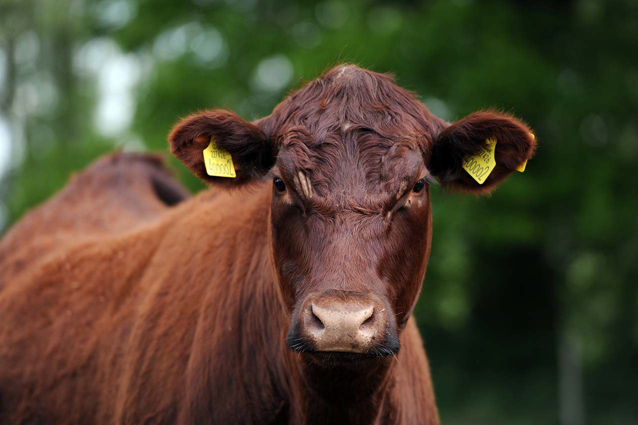 Farming Photography in Suffolk