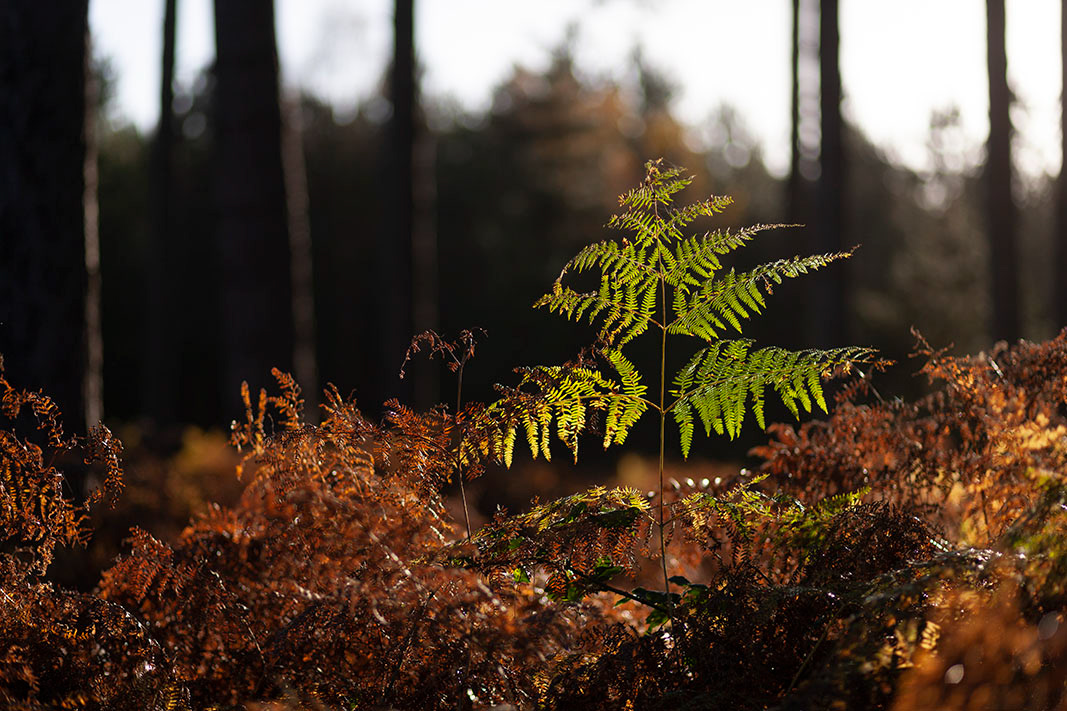 Thetford Forest Photography Workshop