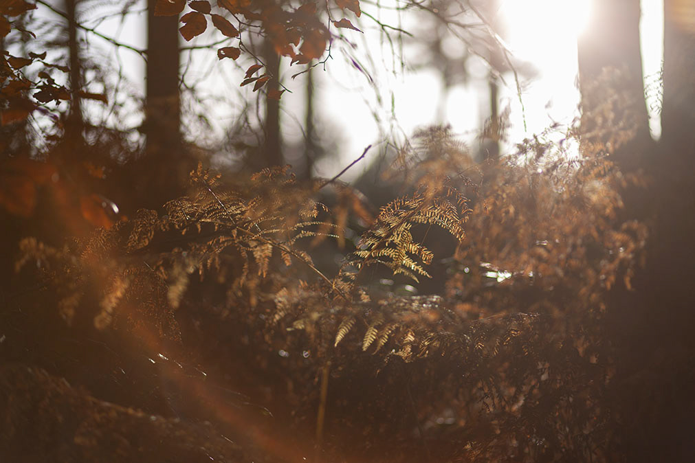 Thetford Forest Photography Workshop