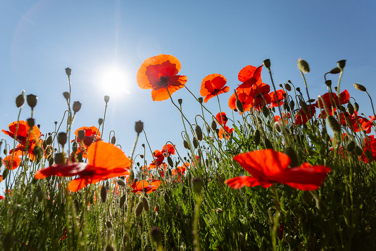 Suffolk Poppies
