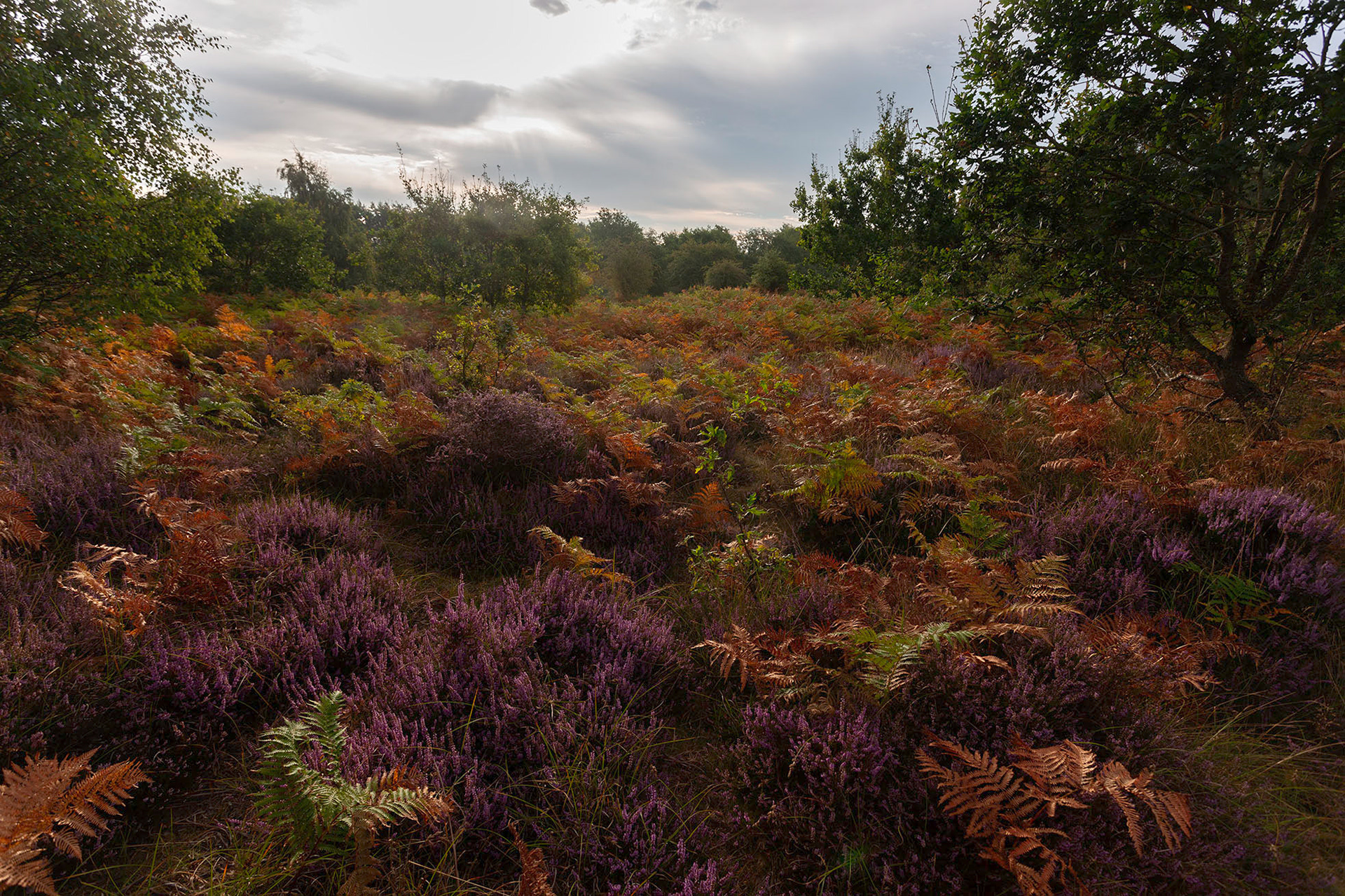 Cavenham Heath Photography Workshop