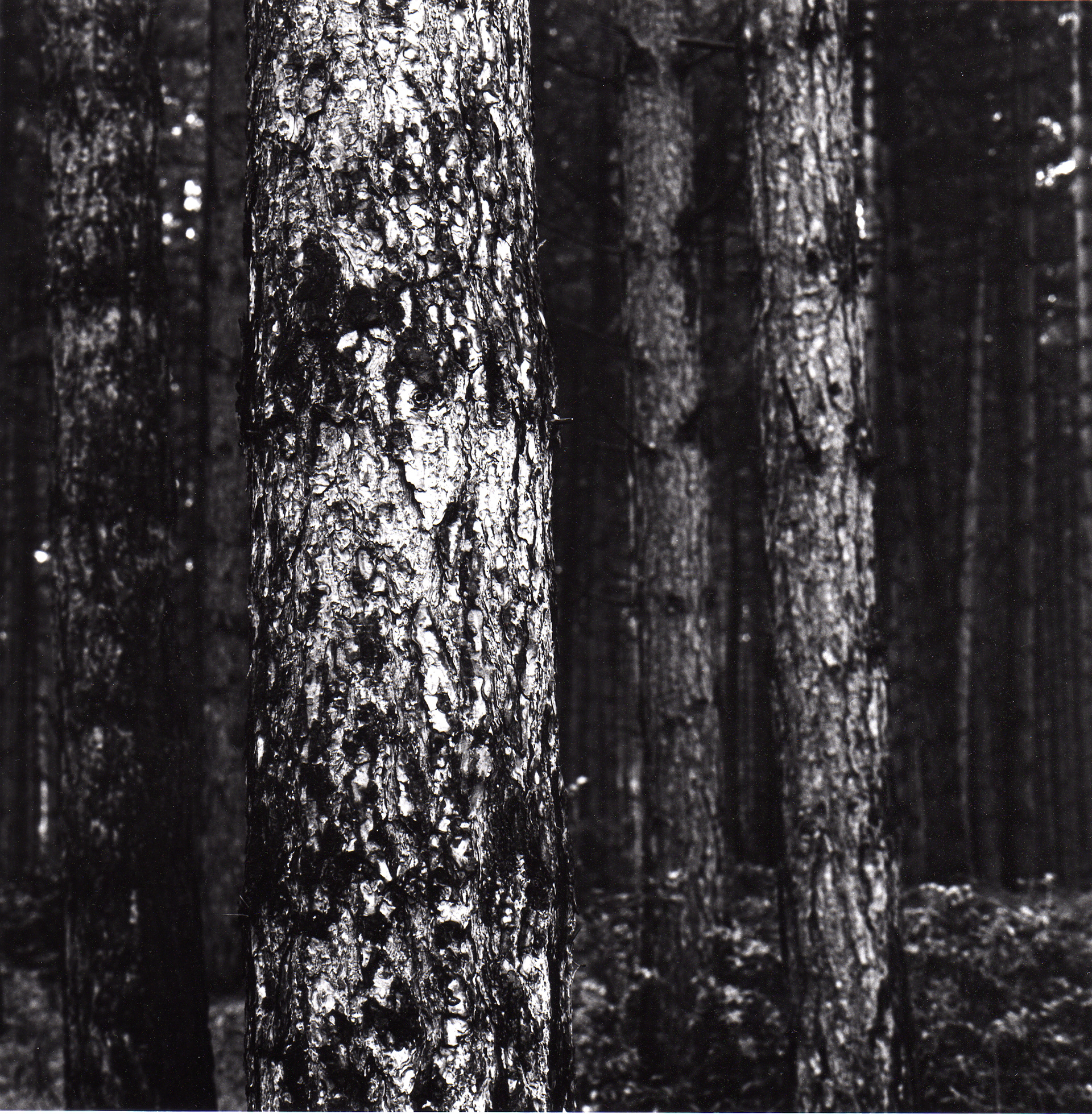 Thetford Forest, Norfolk