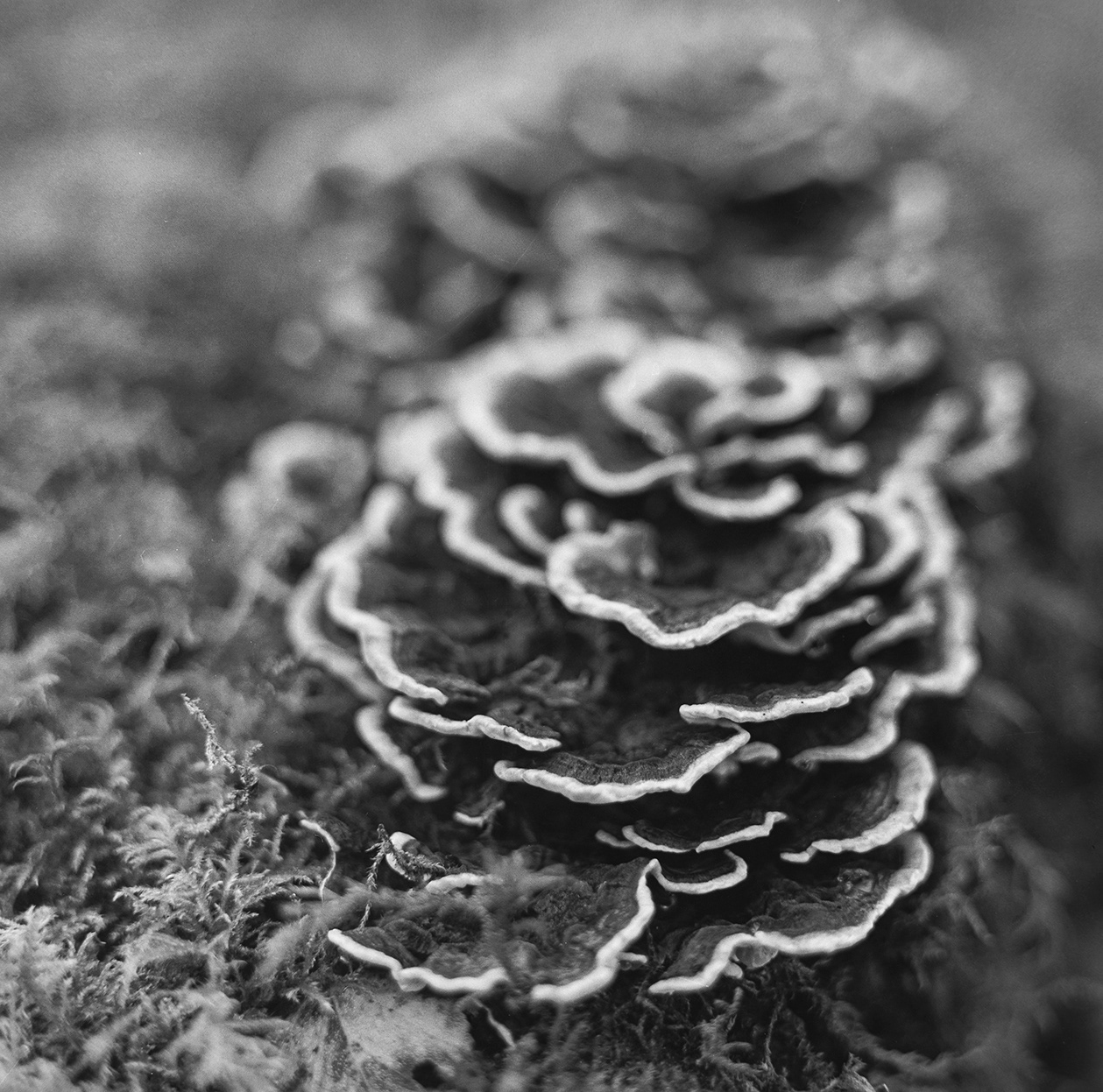 Thetford Forest Fungi